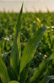 Здорові посіви кукурудзи після обробки агродроном